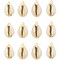 Dangle Charms for DIY Jewelry Making, Cowrie Sea Shell (0.7-0.8 In, 12 Pack)